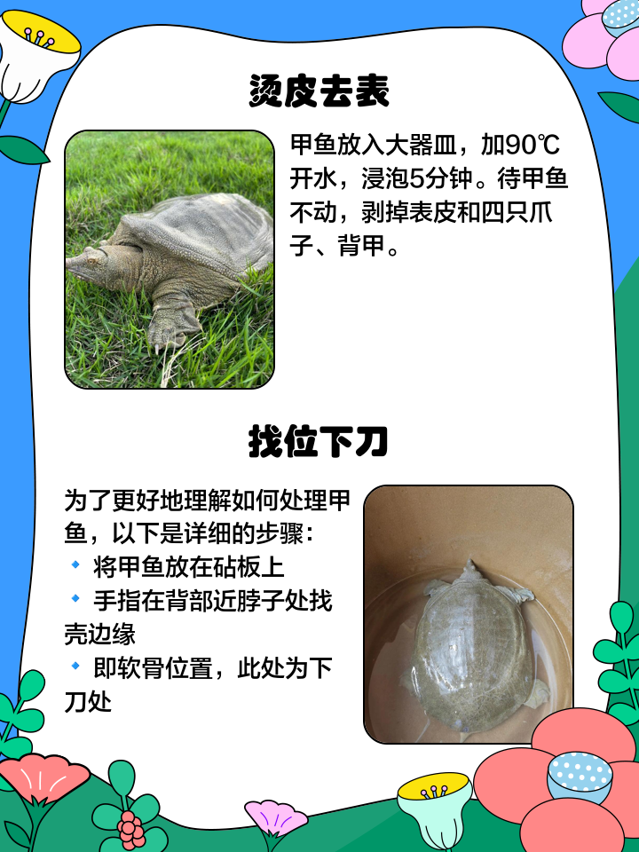 甲鱼枪拉甲鱼技巧(甲鱼枪拉甲鱼技巧图解)