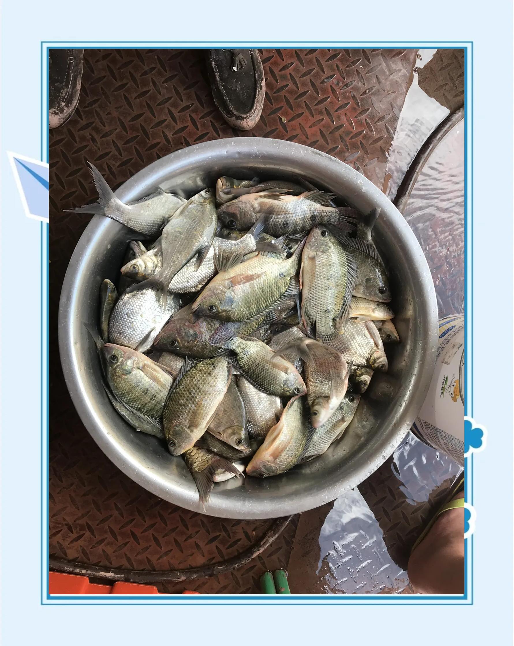 春季能钓罗非技巧(春季罗非钓浅水还是深水)