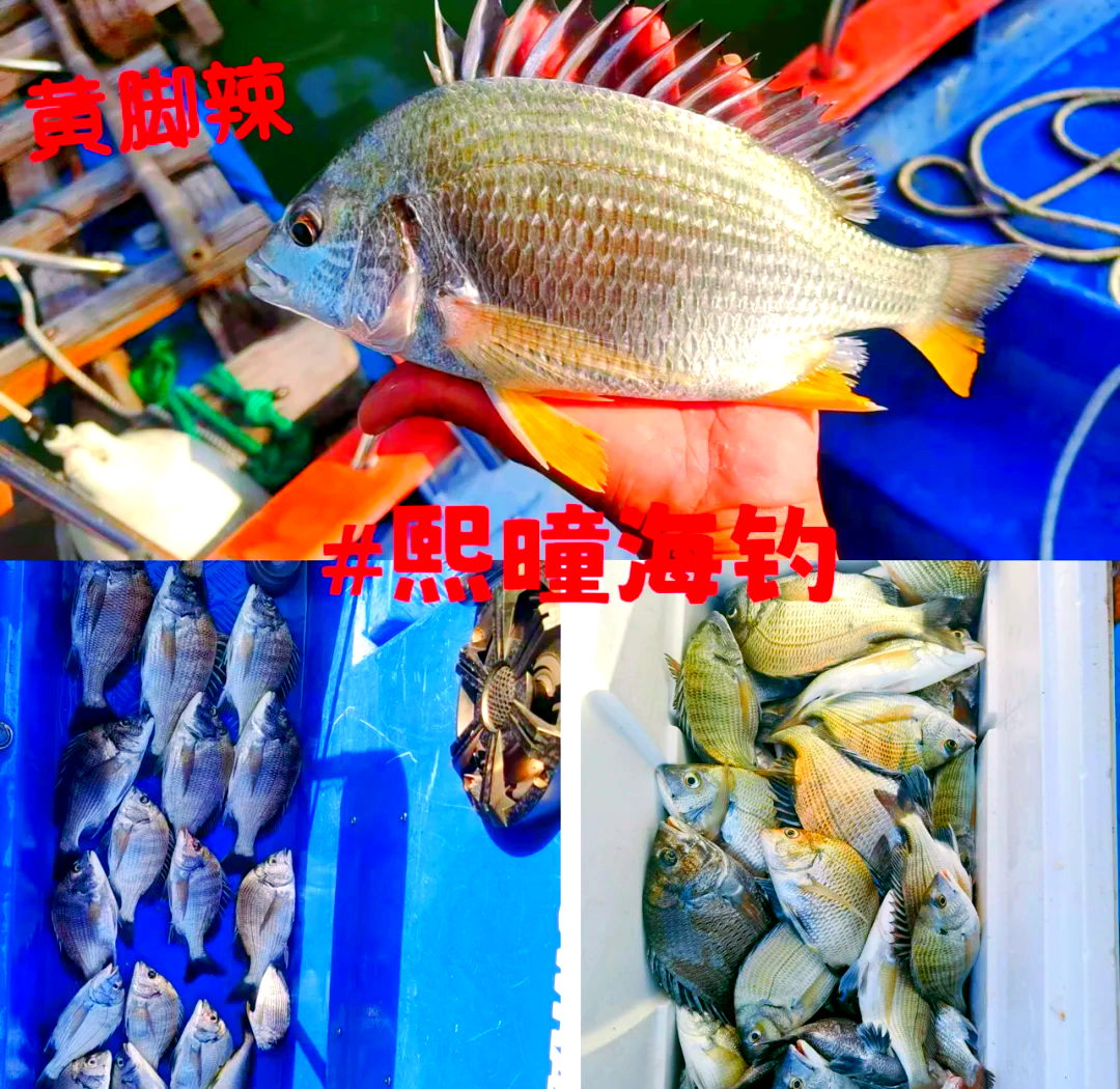 码头海钓方法(码头海钓沉底还是钓浮)