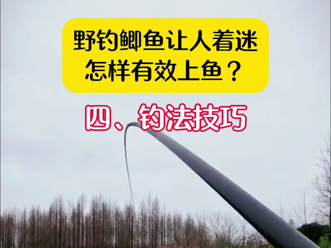 寒露野钓鲫鱼技巧(寒露钓鲫鱼的技巧)