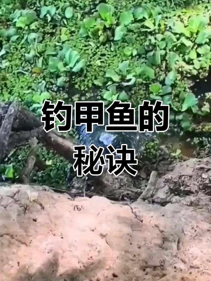 钓鳖的技巧(怎样钓鳖有什么饵料)