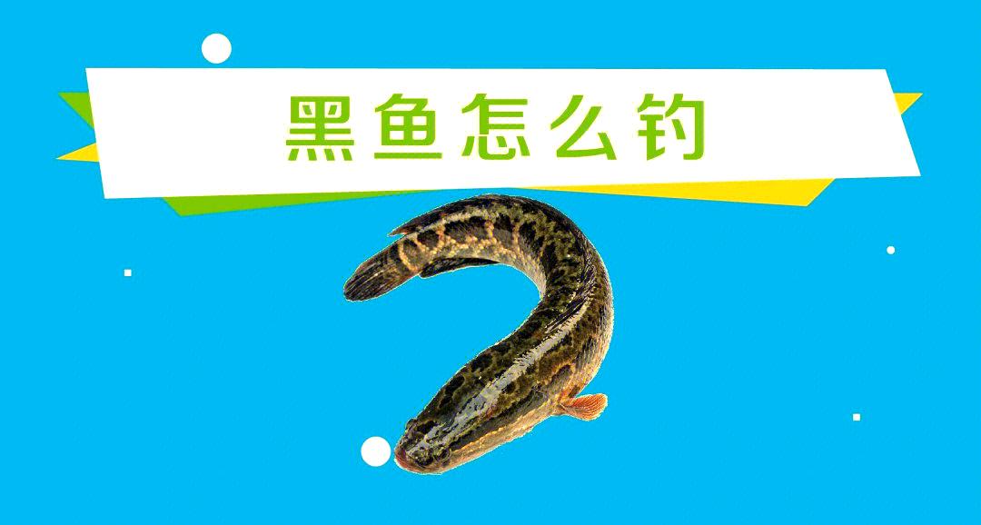 路亚钓黑鱼技巧(路亚钓黑鱼的技巧和手法视频)