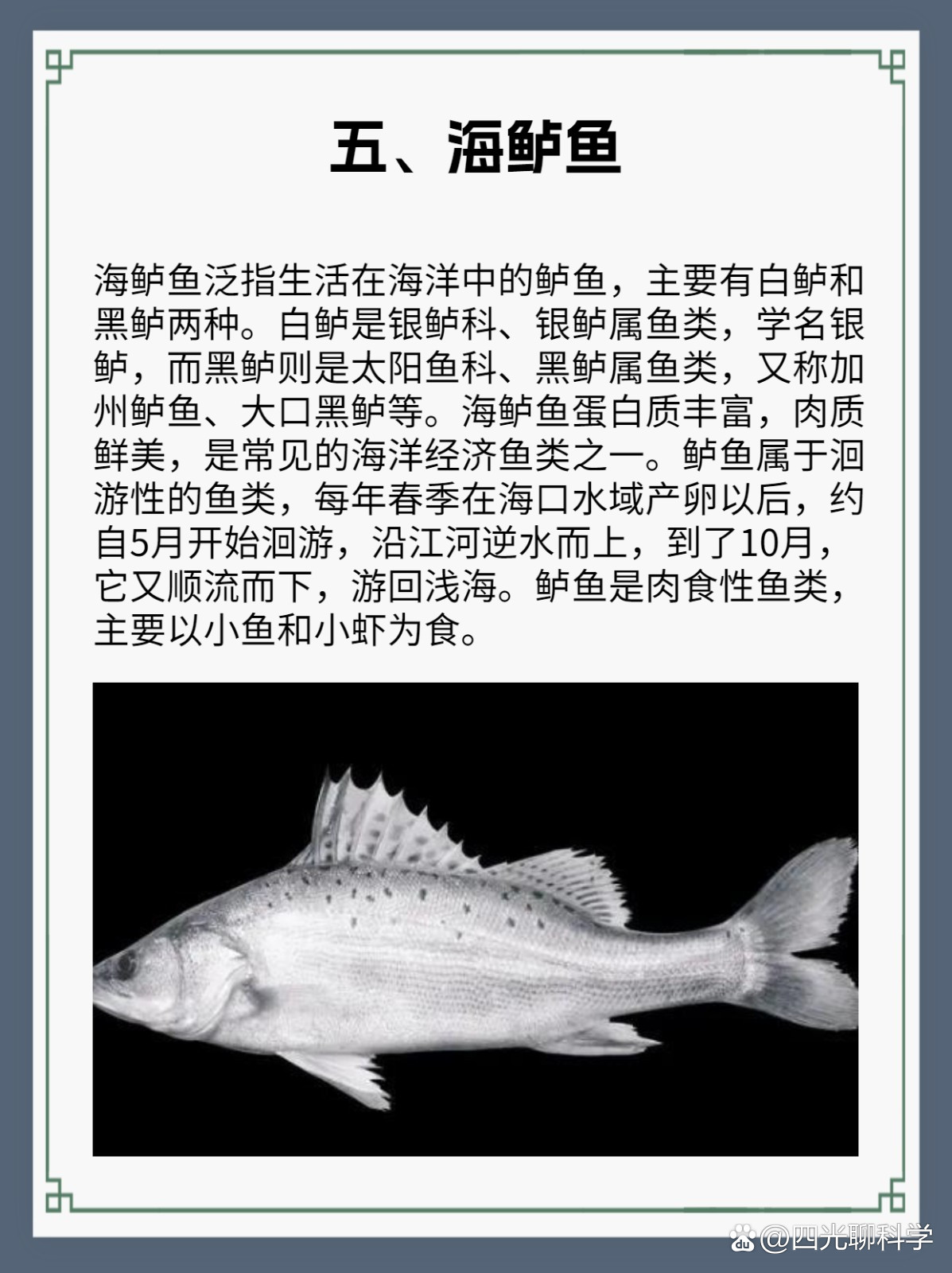 海钓鱼常见鱼类(海钓 鱼类)