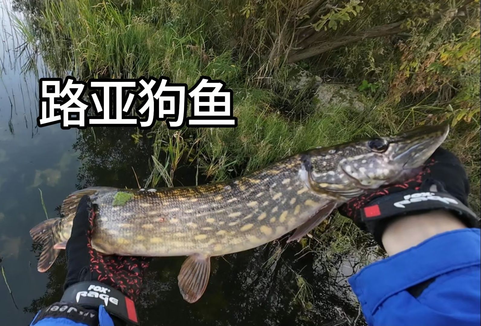 路亚狗鱼(路亚狗鱼视频)