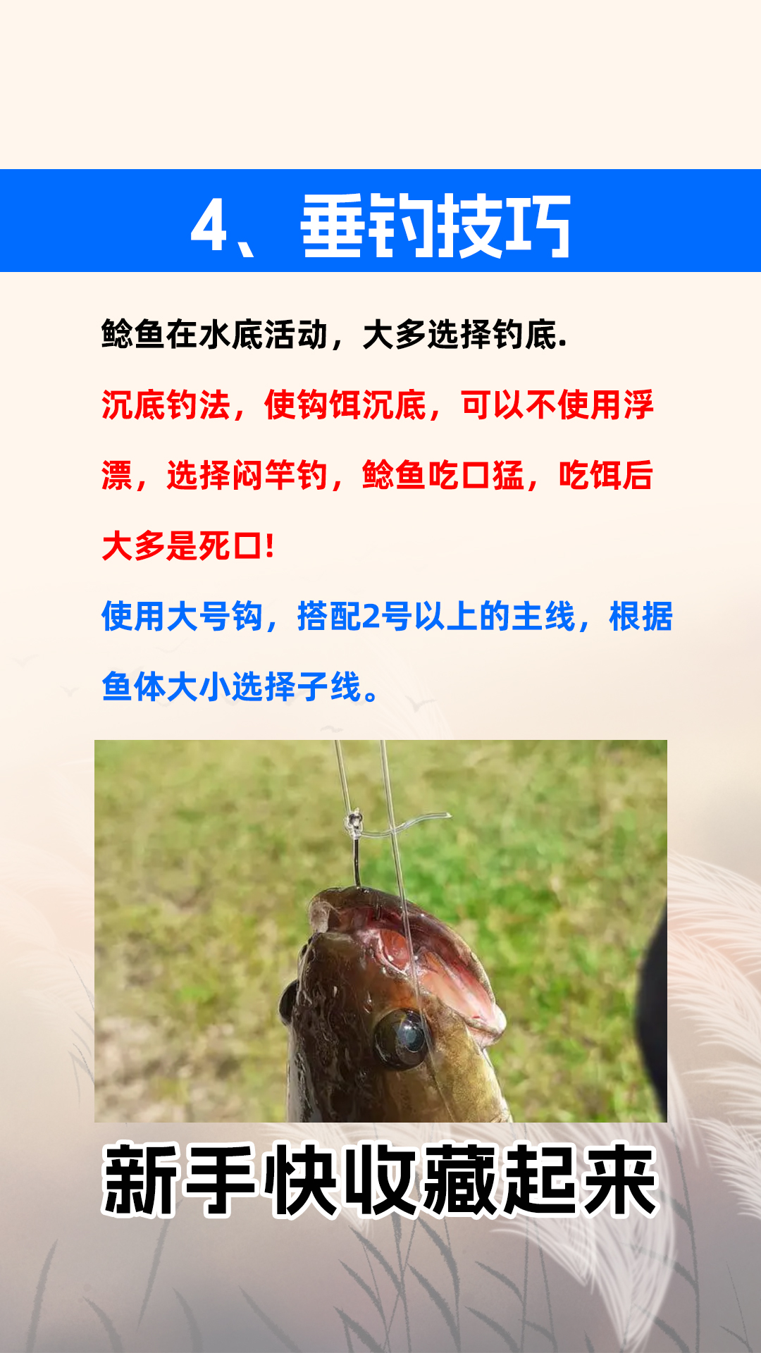 钓鲶鱼怎么配饵料(钓鲶鱼怎么配饵料视频)