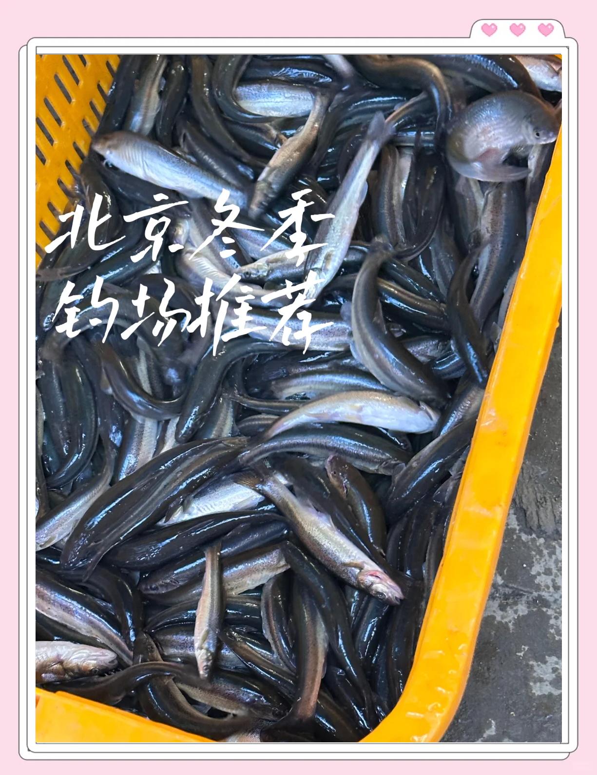 北京渔具垂钓用品市场(北京最大最好的渔具店)