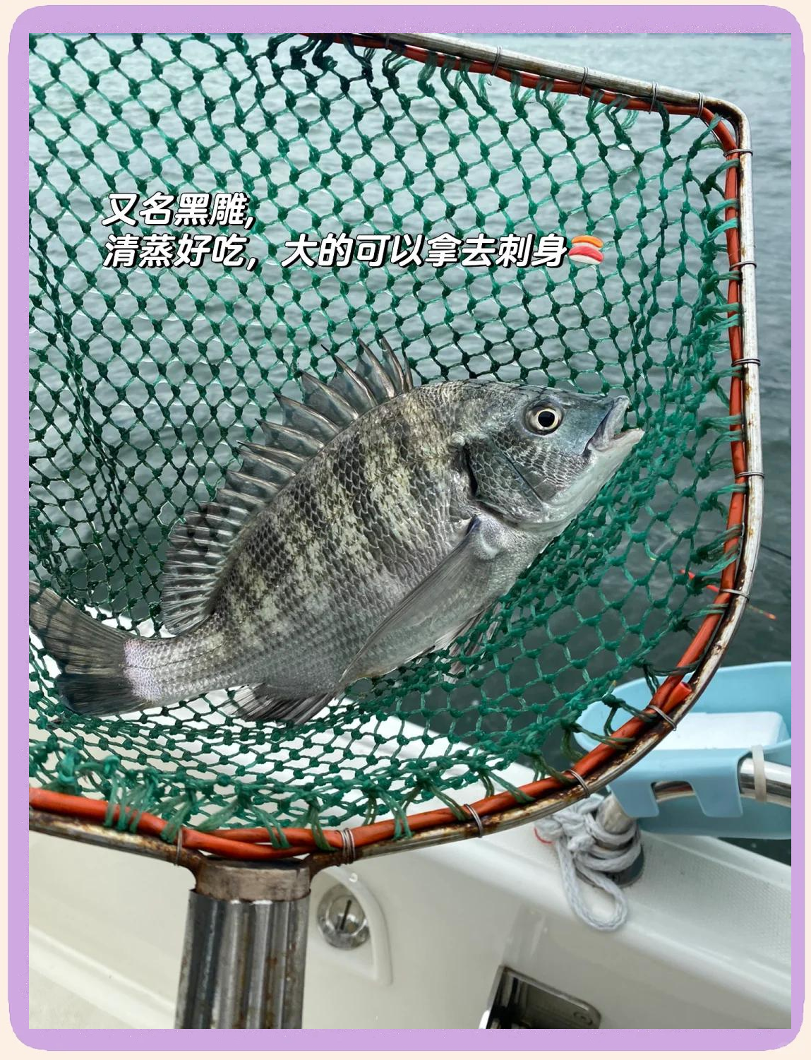 海钓可以怎么分类(海钓区别)