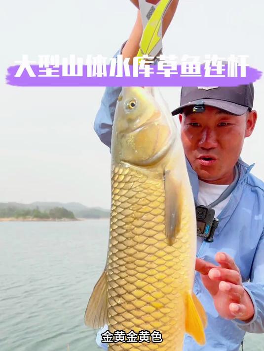 夏天水库钓草鱼技巧(夏天水库钓草鱼技巧视频)
