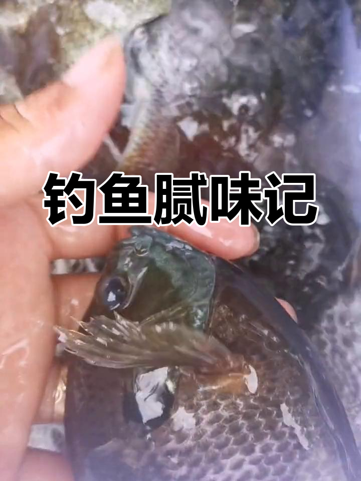 钓太阳鱼技巧(如何钓太阳鱼)