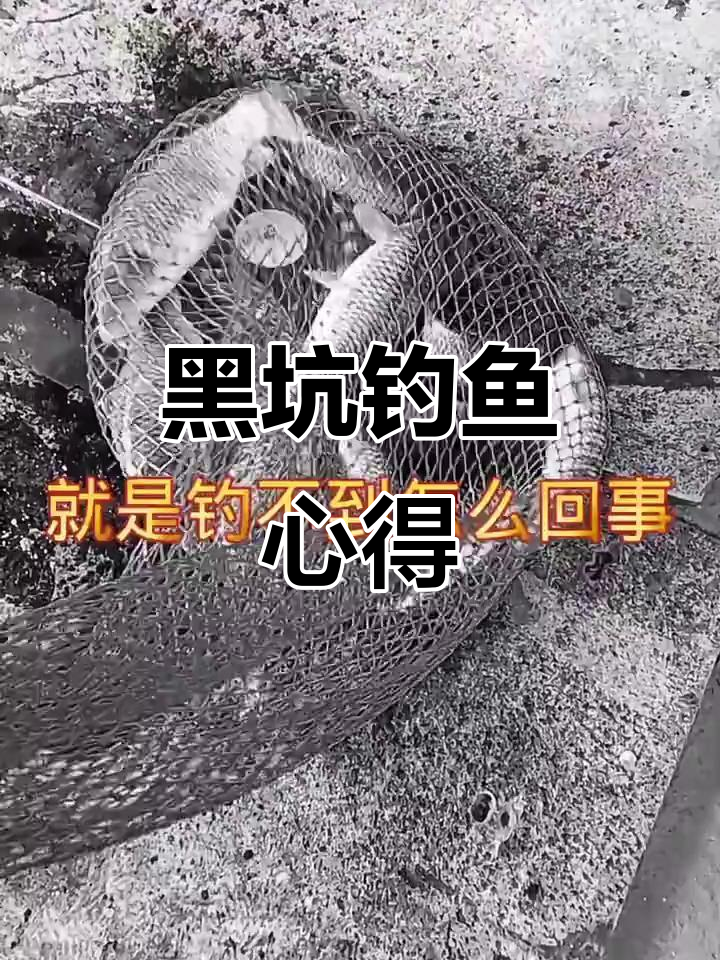 黑坑钓鲤鲫技巧(黑坑钓鲤鲫技巧图解)