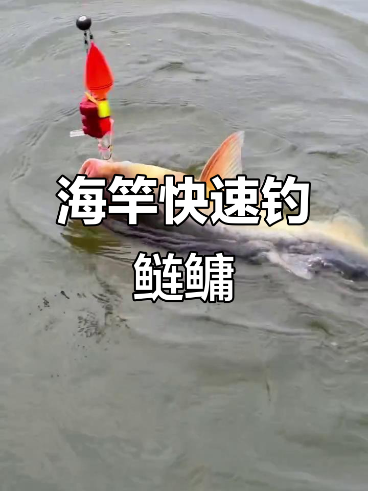手杆钓花鲢技巧(手杆钓花鲢技巧和方法)