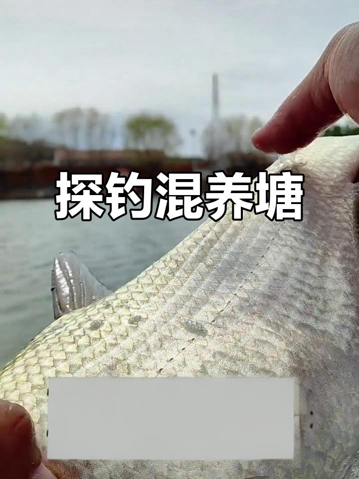 害坑混养塘钓鱼技巧(坑塘养鱼的技巧)