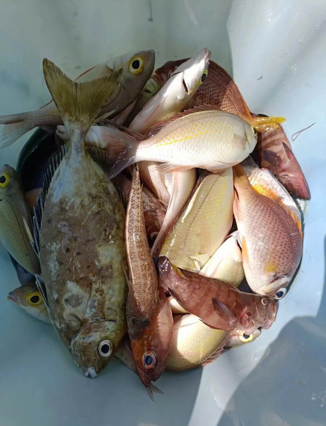 风向和海钓(风向和钓鱼的关系)
