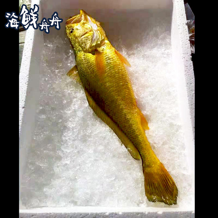 野生海钓黄鱼(海礁钓黄鱼)