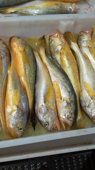 野生海钓黄鱼(海礁钓黄鱼)