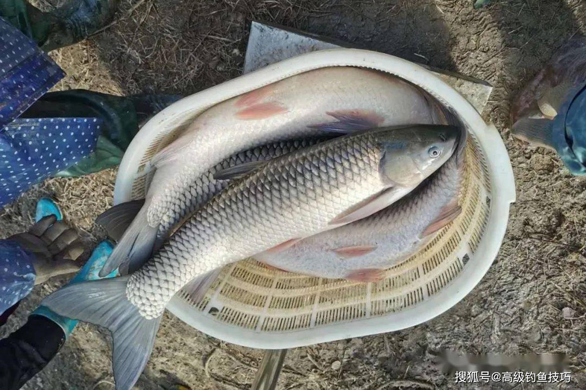 晚上夜钓草鱼技巧视频(夜晚钓草鱼怎么钓)