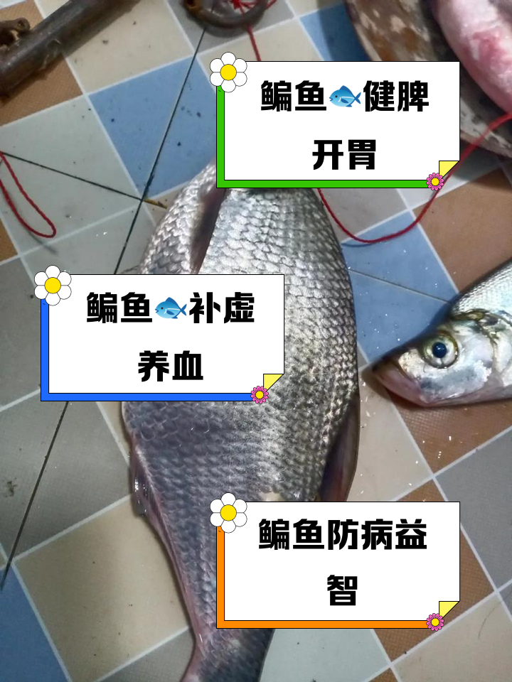 偏鱼饵料配方(钓偏鱼什么饵)