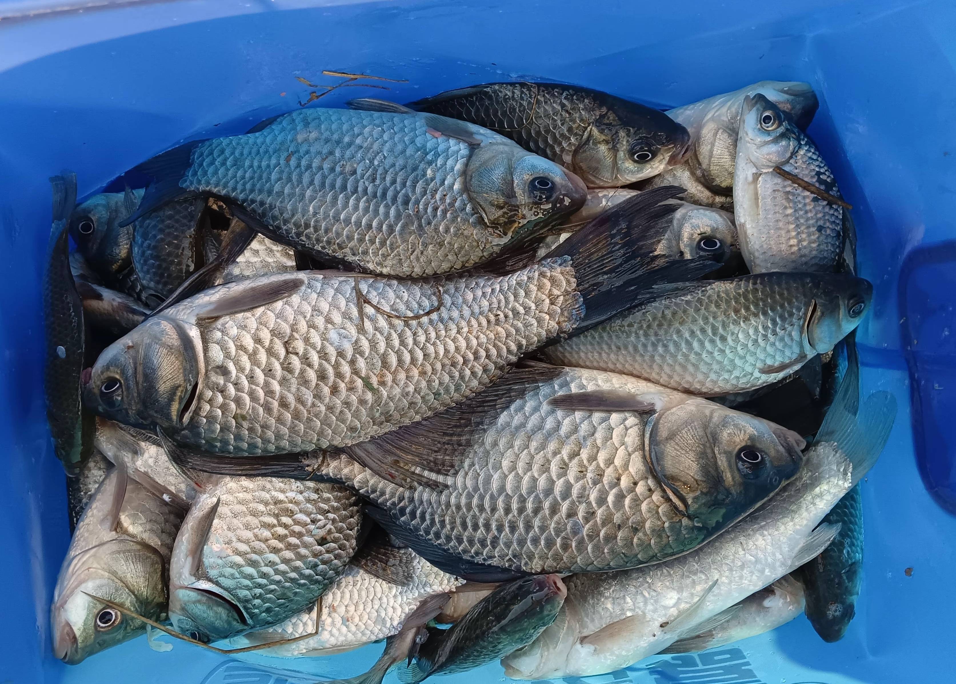水库博大鱼饵料(鲫鱼排名第一饵料)