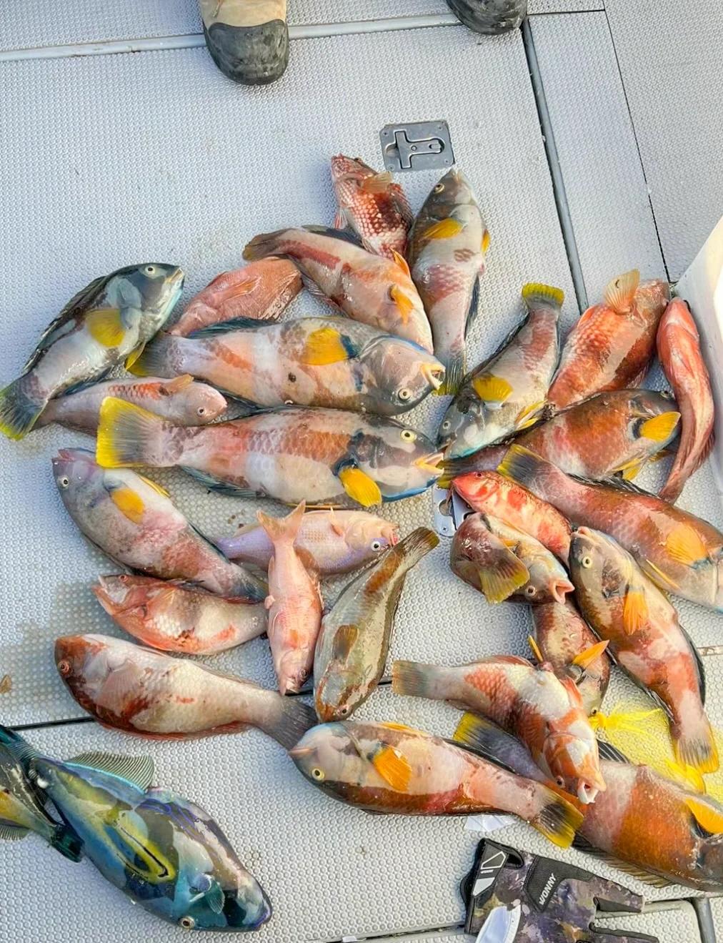 北海海钓讨论群(北海海钓俱乐部怎么样)