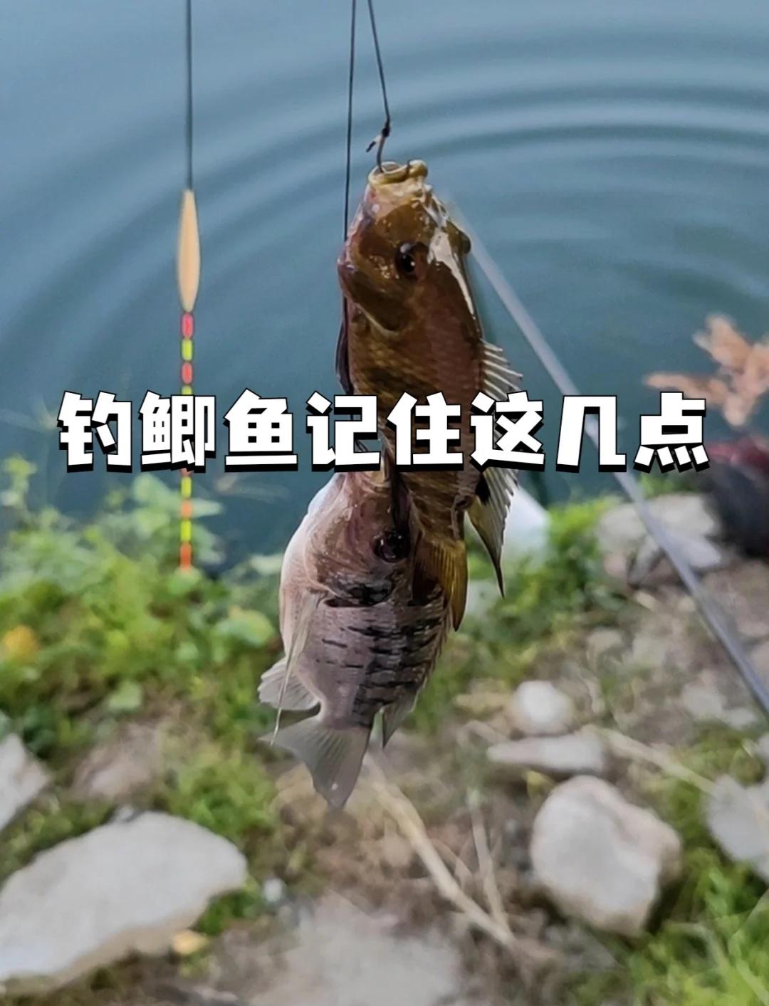 初冬台钓鲫鱼技巧视频(冬季野钓台钓)