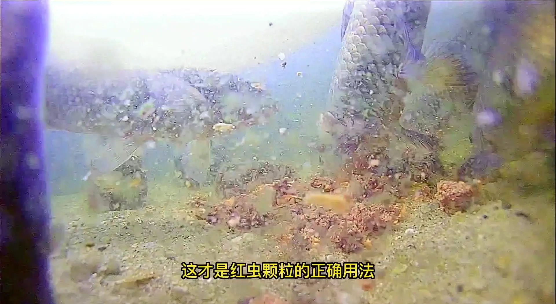 求养殖海钓红虫(红虫钓海鱼)