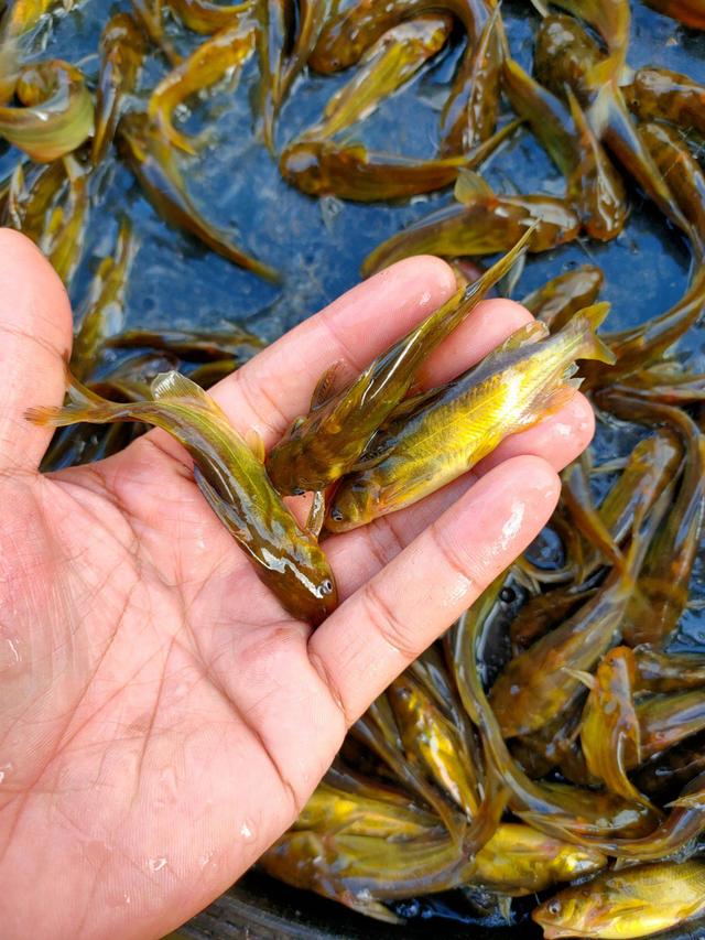 专业杀黄骨鱼技巧(如何杀黄骨鱼图解)