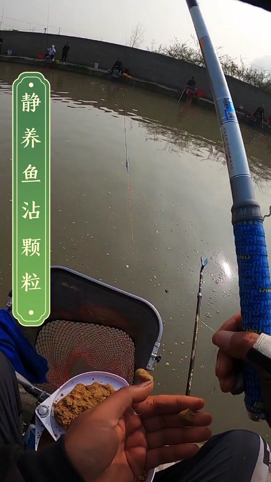 黑坑散炮钓鲤鱼技巧(钓黑坑散炮怎样用视频)