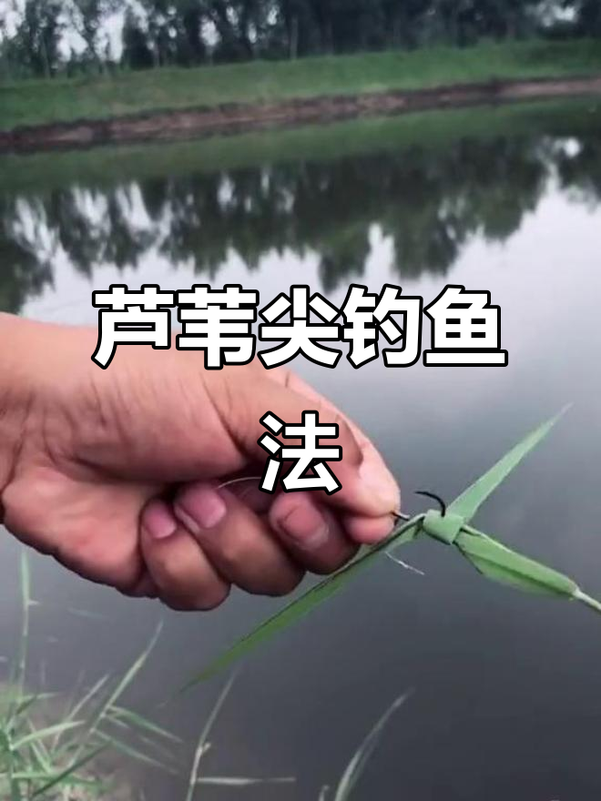野釣草技巧(野钓草鱼方法)