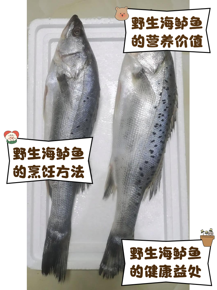 海钓鲈鱼沉底还是浮钓(浮钓海鲈鱼钓多深?)