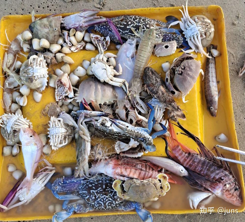 三亚免费海钓地点(三亚免费海钓位置)
