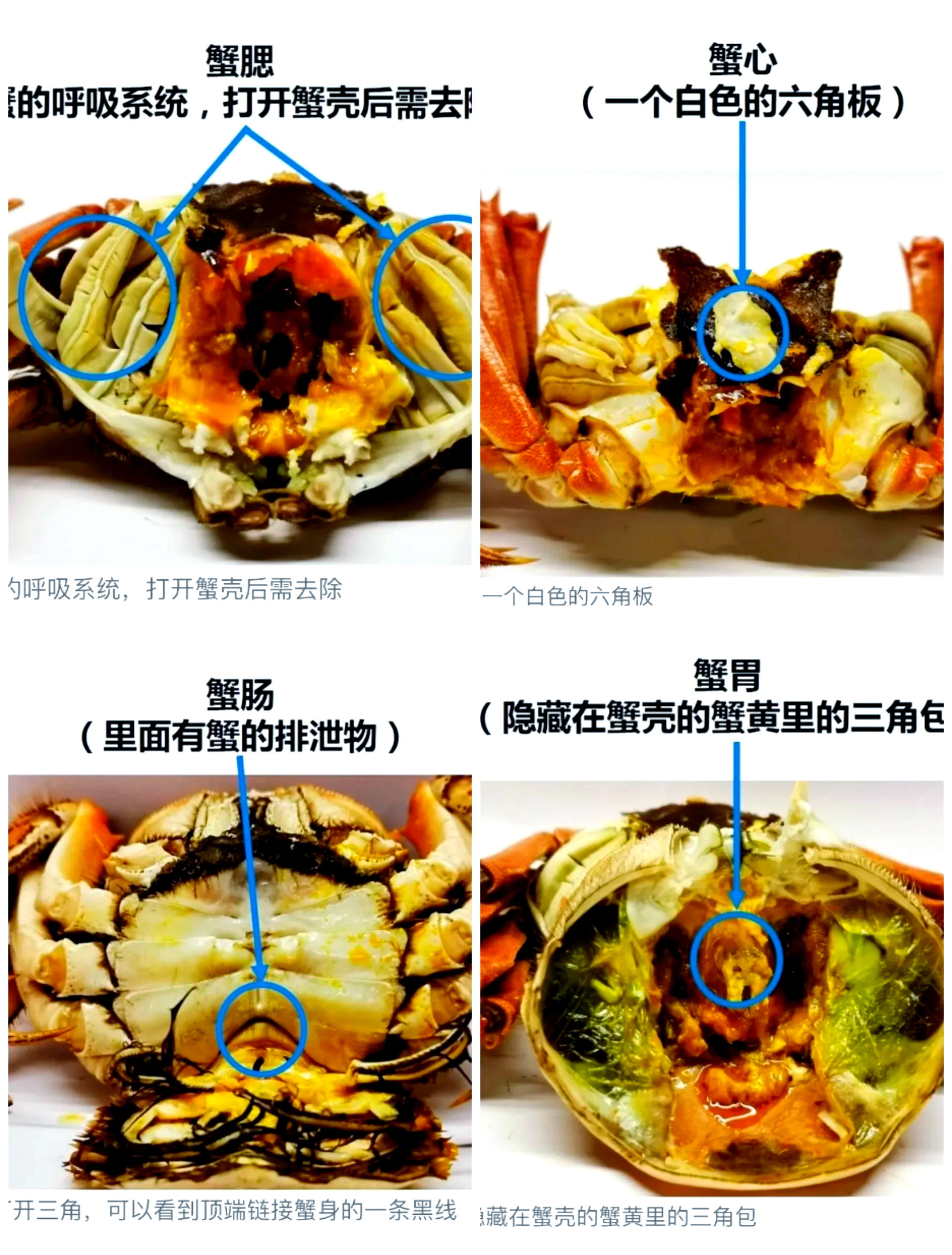 海钓螃蟹位置(海钓螃蟹的方法视频教程)