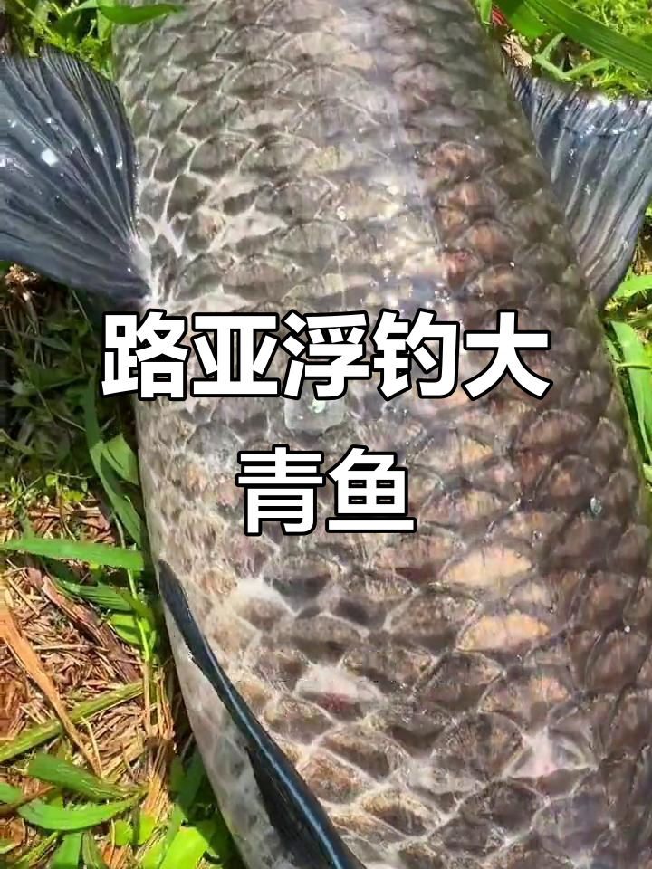 雨后钓青鱼技巧(下雨钓青鱼技巧大揭秘)