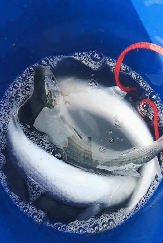 海钓梭鱼晚上吃食吗(海钓梭鱼的最佳钓组)