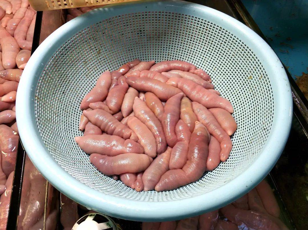 海钓梭鱼晚上吃食吗(海钓梭鱼的最佳钓组)