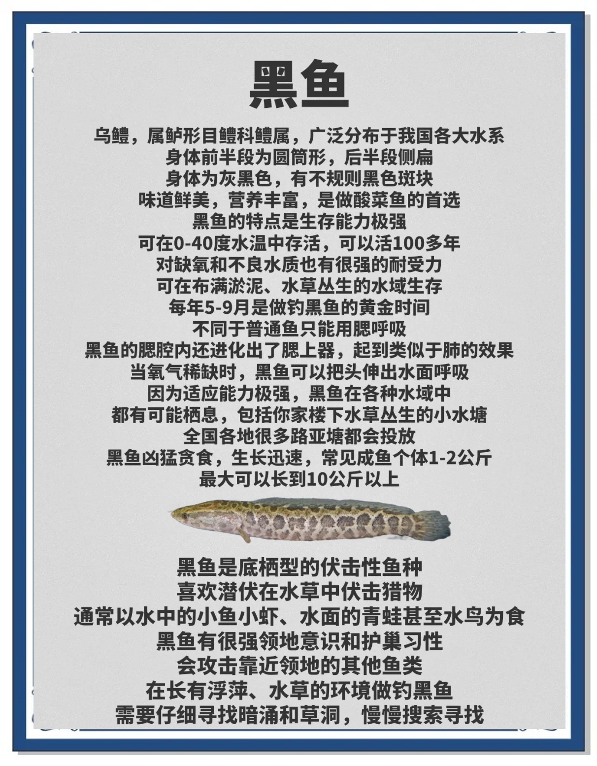 秦皇岛路亚鲅鱼价格(鲅鱼价格今日价)