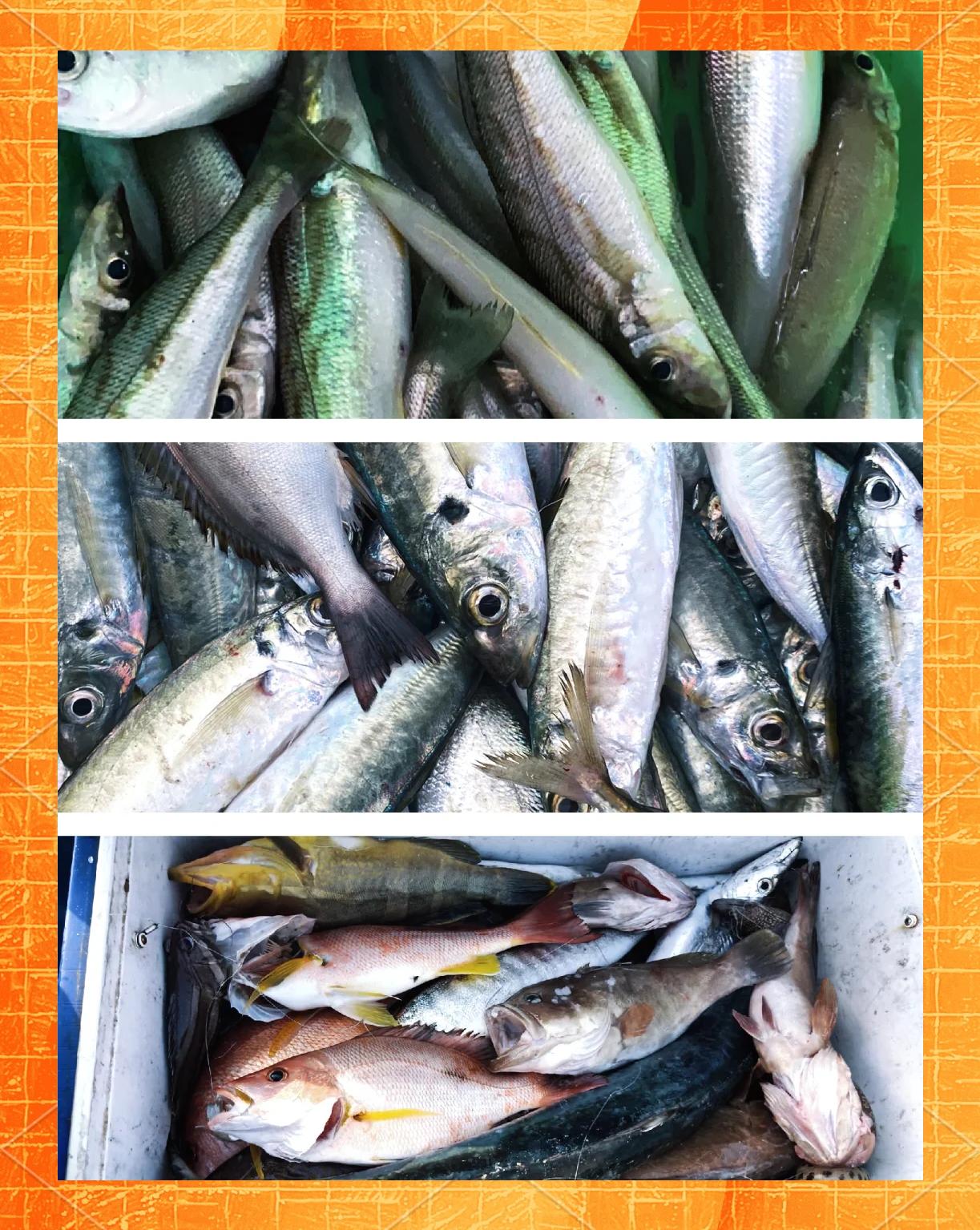 惠阳海钓(惠阳海钓免费最佳地点)