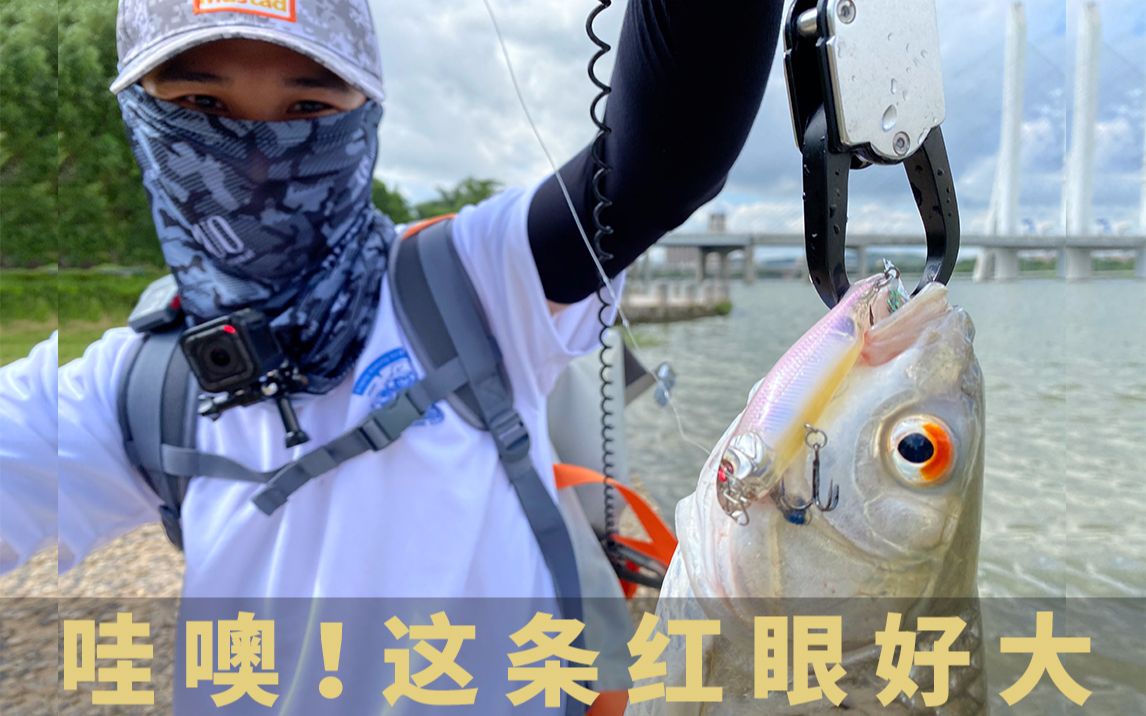 红眼怎么路亚(红眼如何路亚)