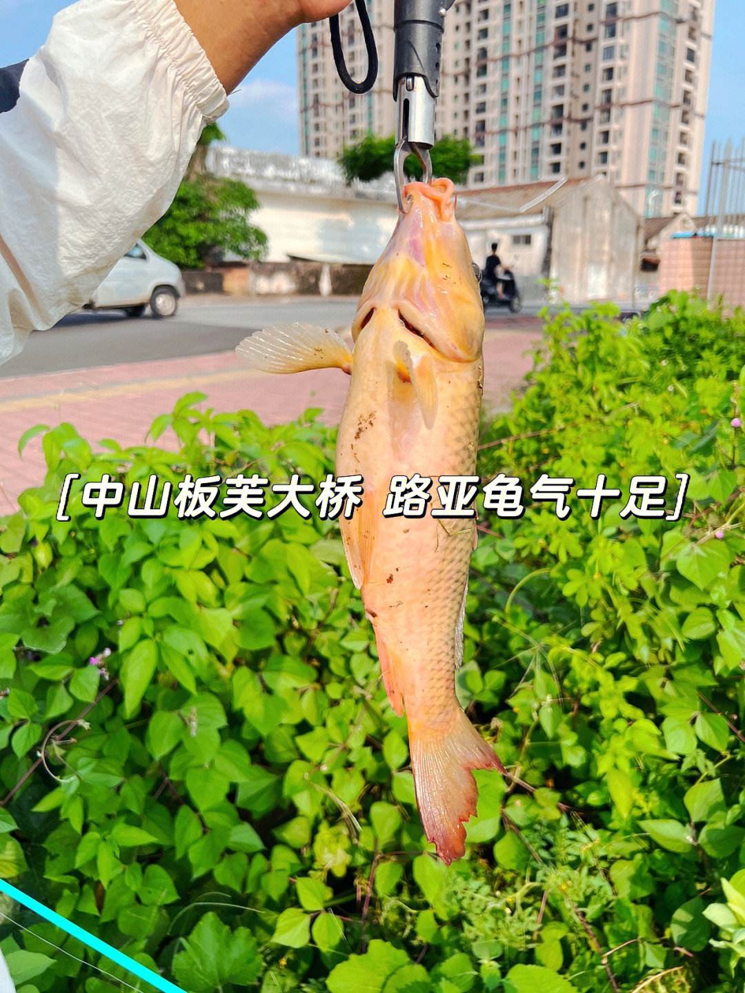 江阴大桥靖江路亚(江阴大桥跨的是什么江)