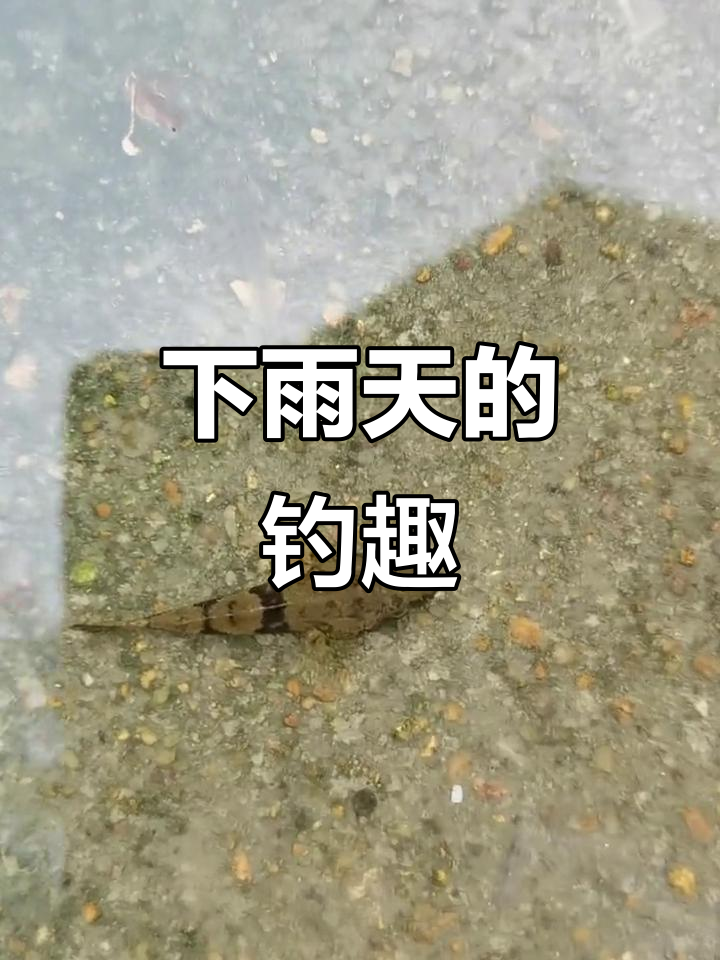 自然水域雨天钓鱼技巧(雨天野钓是钓底还是钓浮)