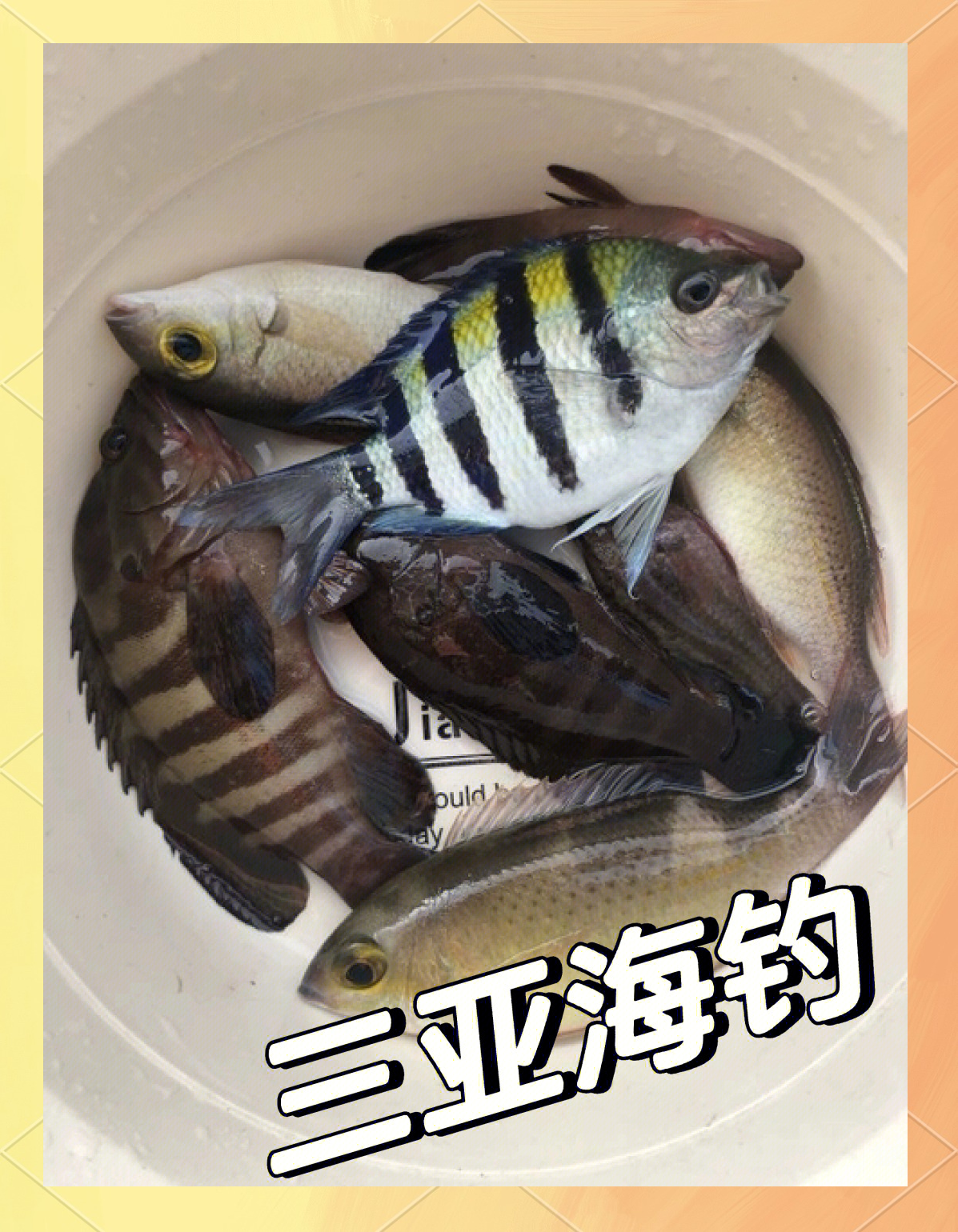闸坡海钓鱼种(海钓鱼图片大全图)