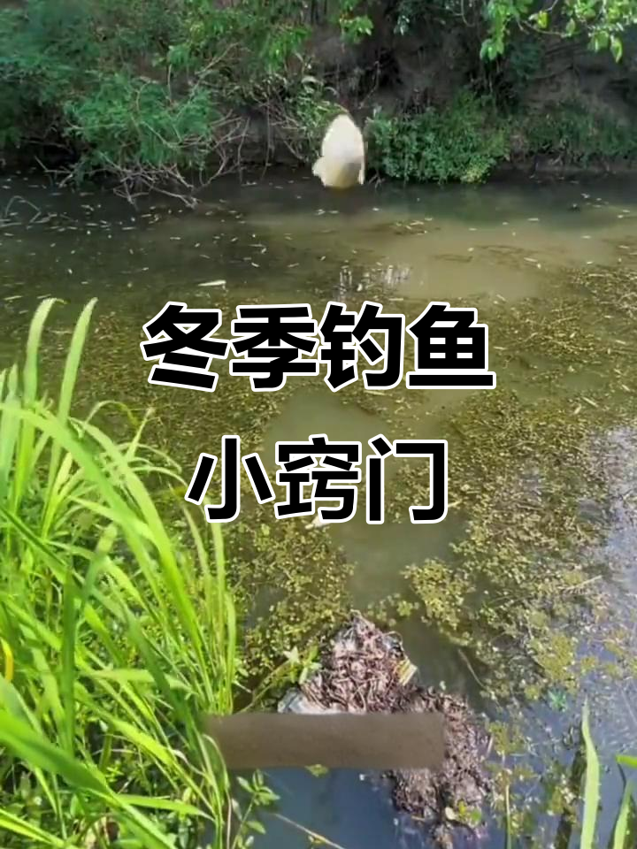 冬天早上钓鱼技巧(冬天早上钓鱼用什么饵料)