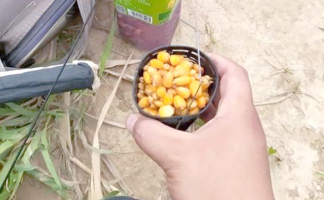 三伏天钓草鱼技巧(三伏天野钓什么时间鱼好钓)