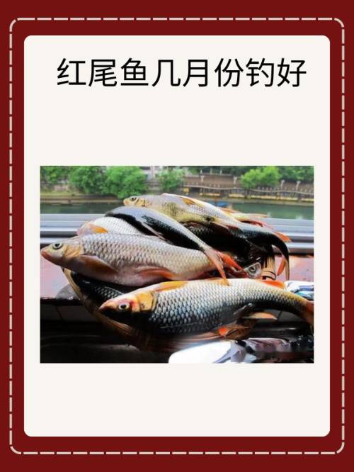 重庆嘉陵江钓鱼技巧(嘉陵江 钓鱼)