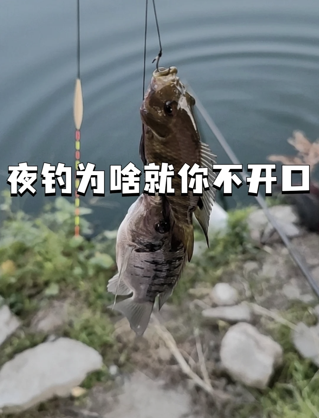 北方秋季夜钓技巧(北方秋季夜钓钓多深水)