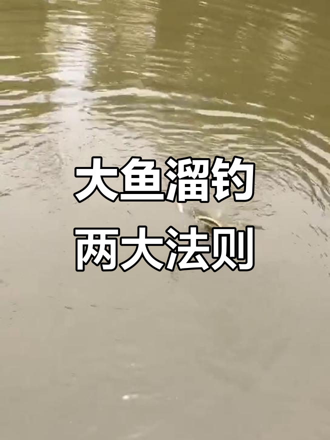 3.9米手竿遛大鱼技巧(36米鱼竿钓鱼视频)