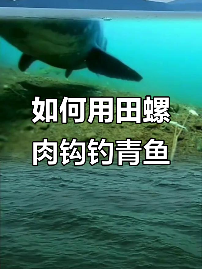 春末钓青鱼技巧(春天钓青鱼钓深还是浅)
