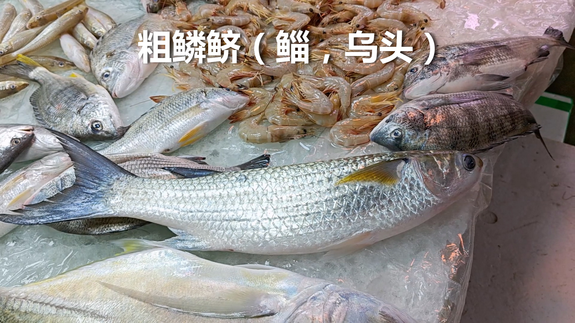 如东海钓鲻鱼(如东钓鲻鱼的地方)