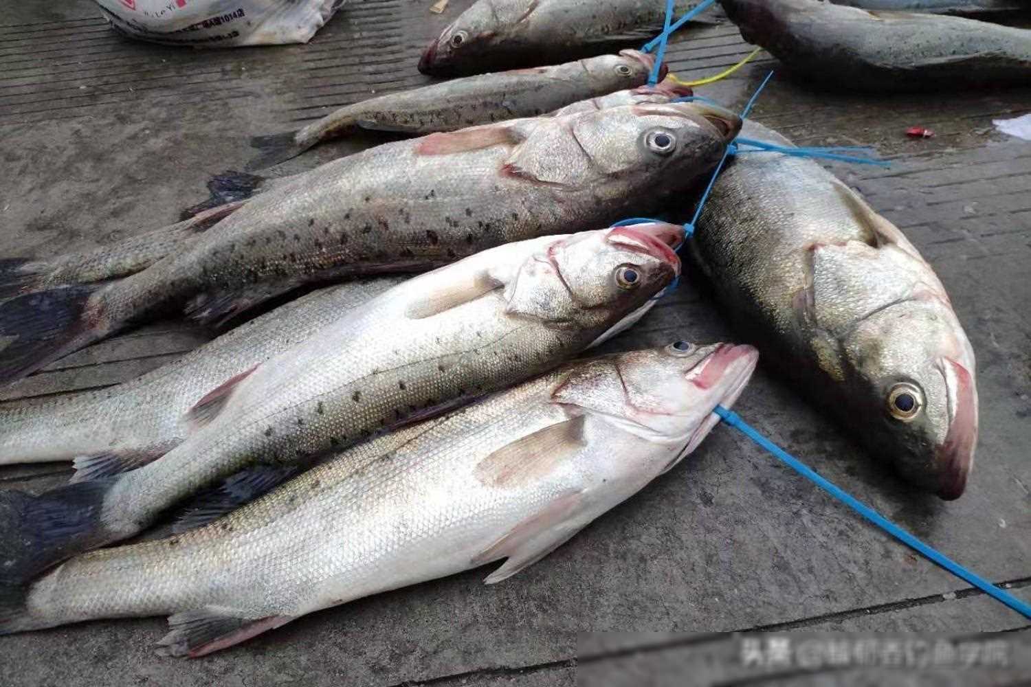 海钓老鼠鱼怎么钓(用老鼠钓鱼)