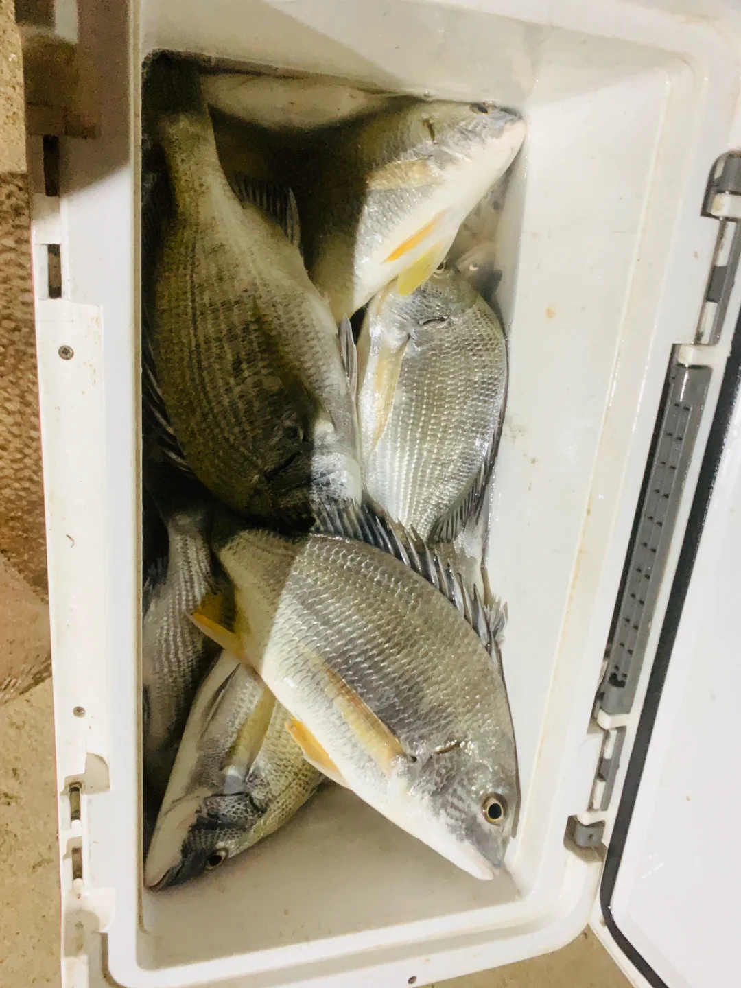 海钓大红鼓视频(海钓蓝鳍金枪鱼视频完整版)