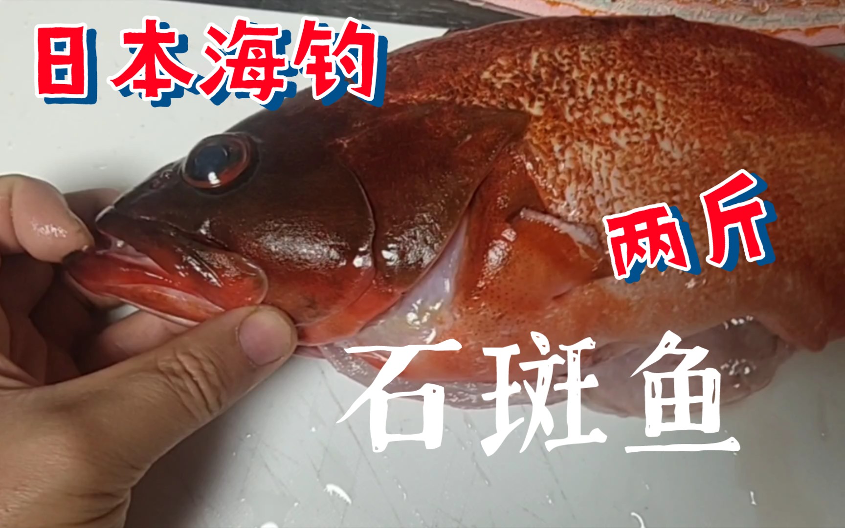 日本哪里能海钓(日本哪里可以海钓)